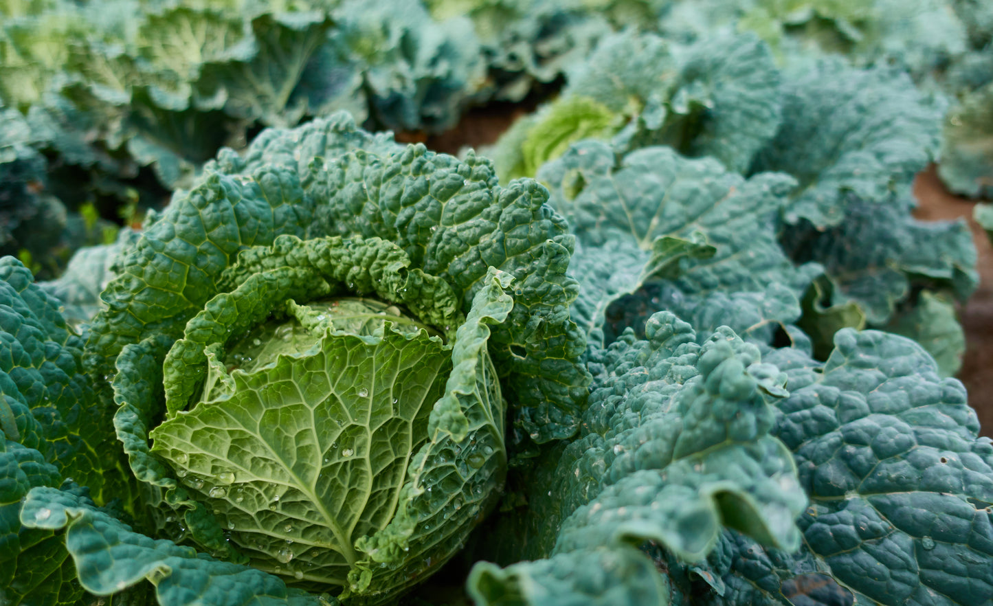 Cabbage (Savoy)
