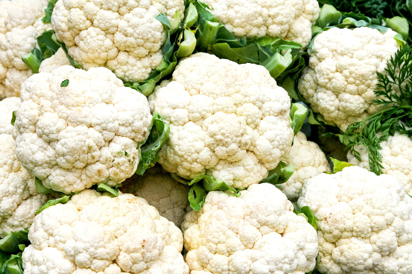 Cauliflower x1