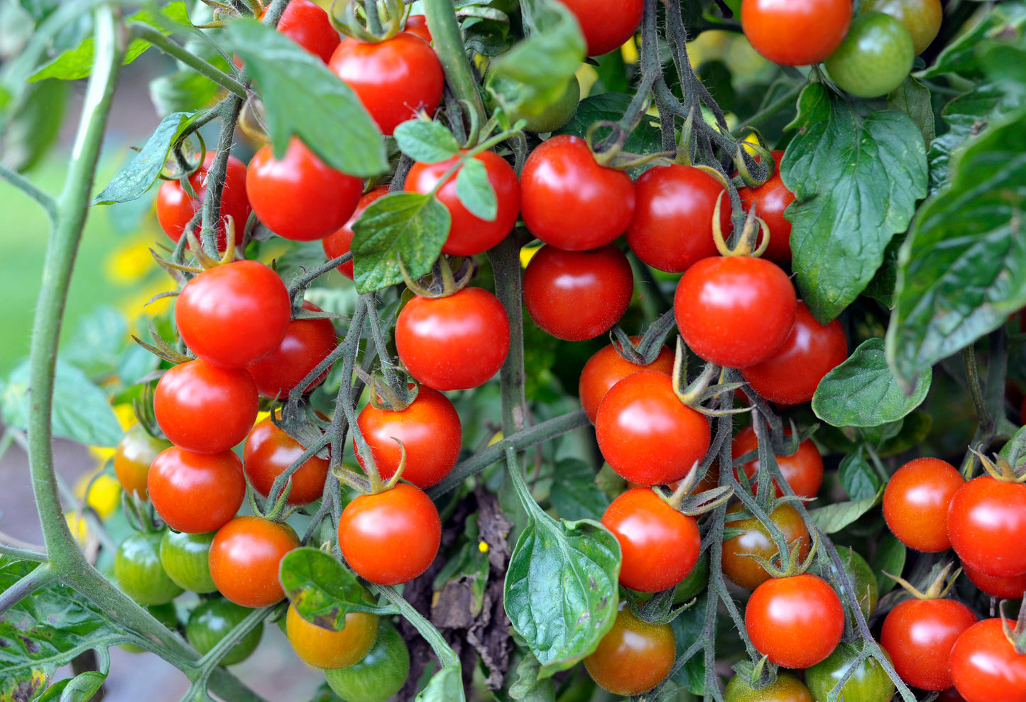 Cherry Tomatoes - 250g