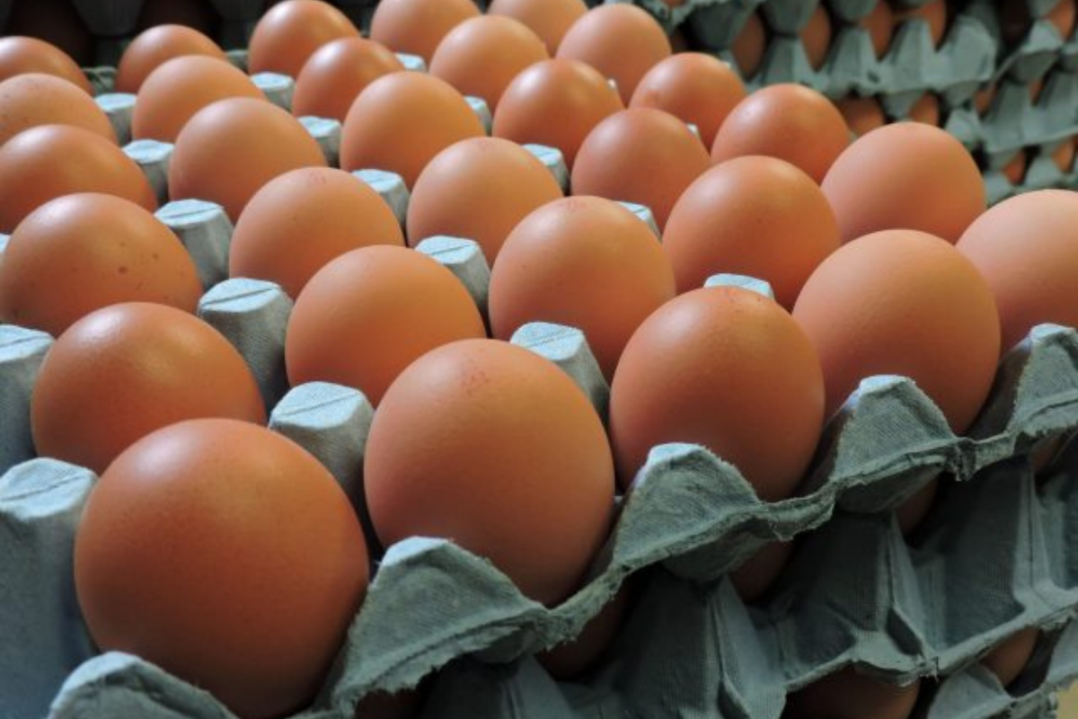 Colony Eggs - tray of 30
