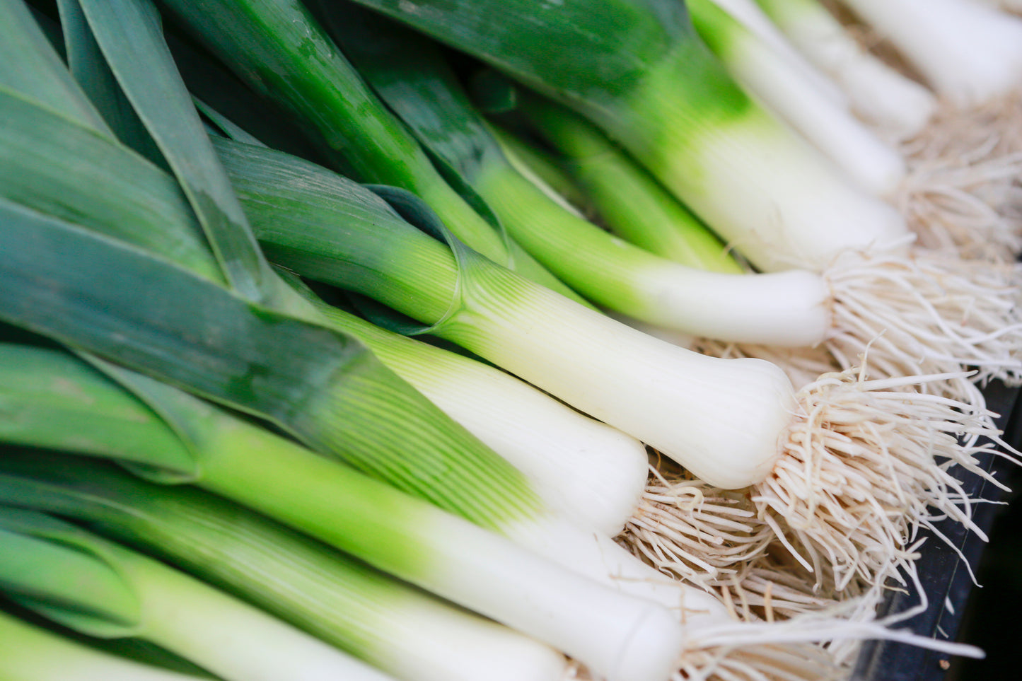 Leeks ( x2 large )