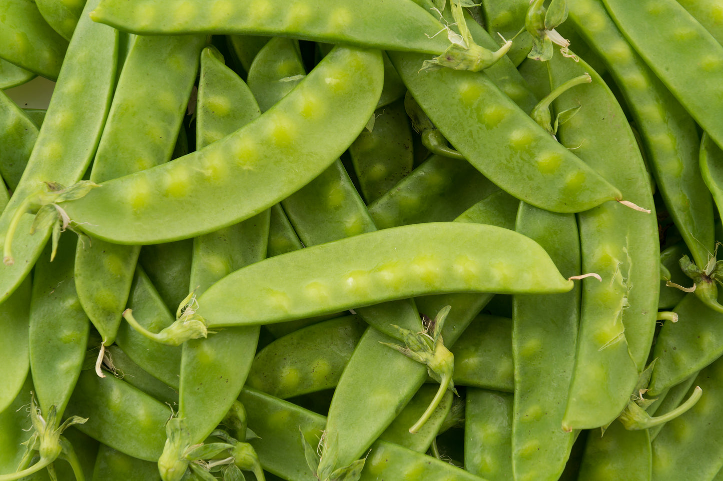 Mange Tout