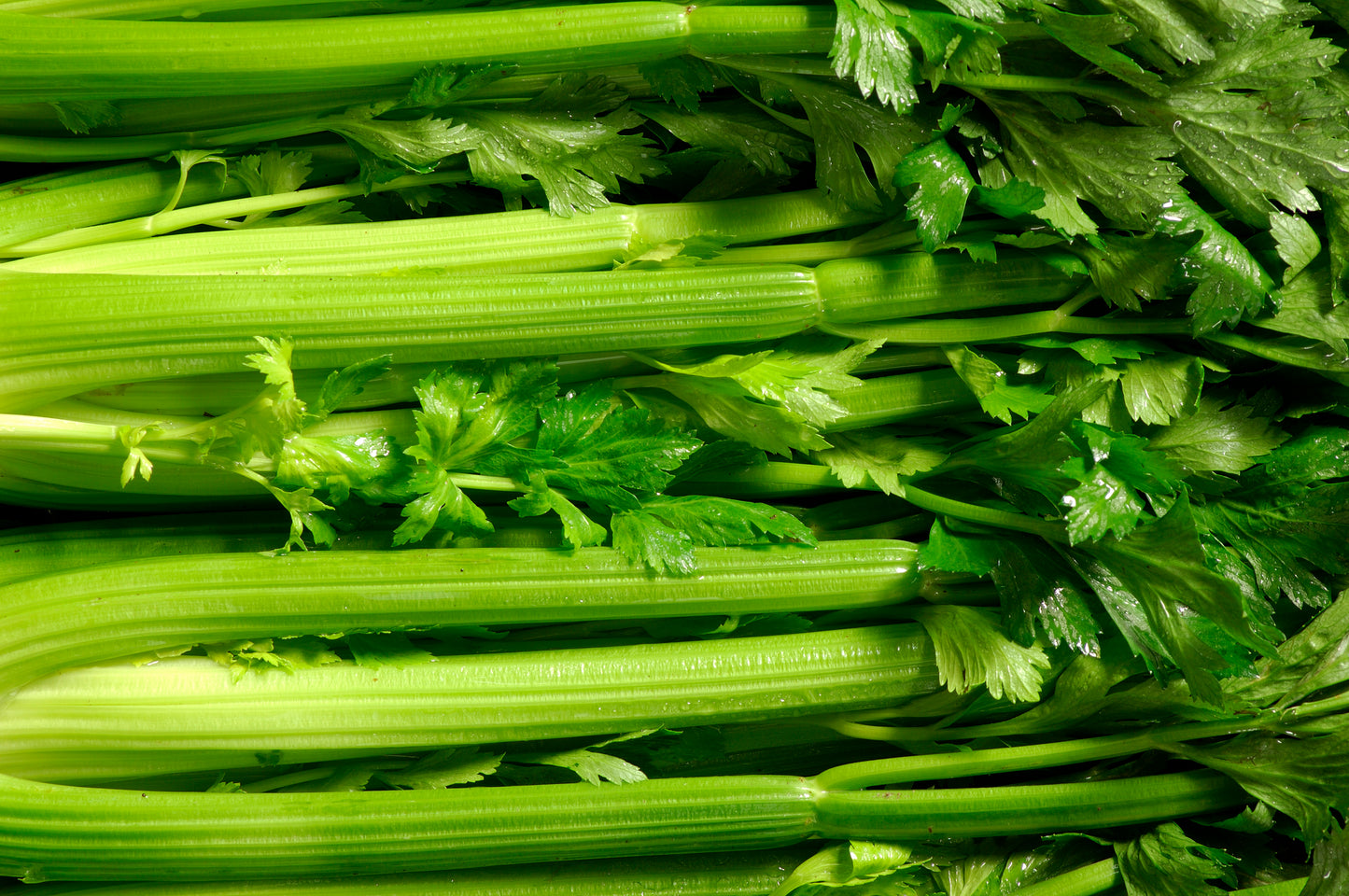 Celery x 1
