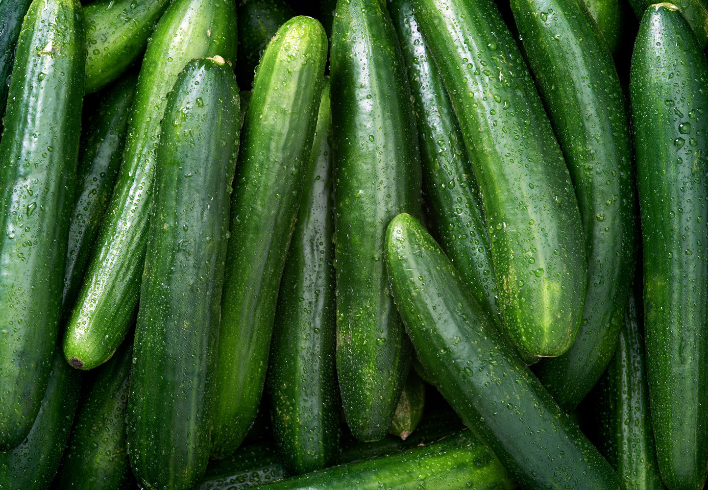 Cucumber x 1