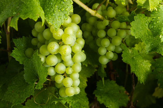 Grapes - 500g (Black or Green)