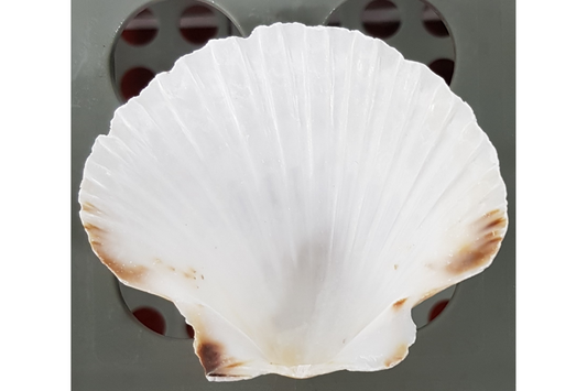 Scallop Shells - 50p each